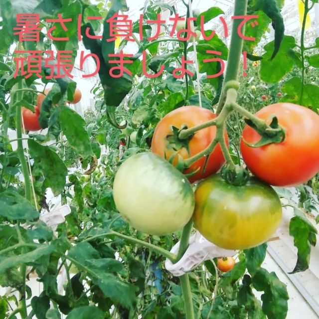 公式】こいとま | 甘くて美味しい高糖濃度トマト栽培 兵庫県養父市産