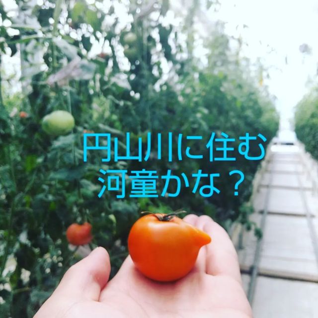 公式】こいとま | 甘くて美味しい高糖濃度トマト栽培 兵庫県養父市産